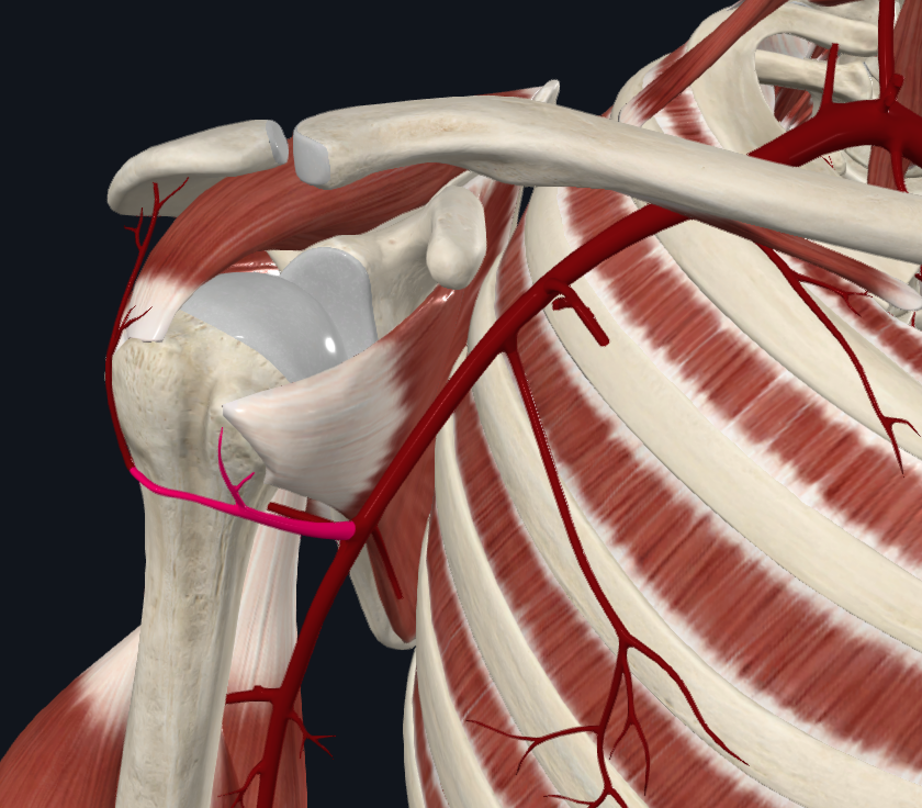 <p>What artery sit his</p>