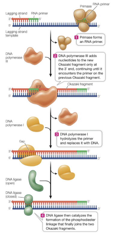 <p>Enzyme that joins DNA fragments together by catalyzing the formation of phosphodiester bonds. Crucial in DNA replication, repair, and recombination.</p>