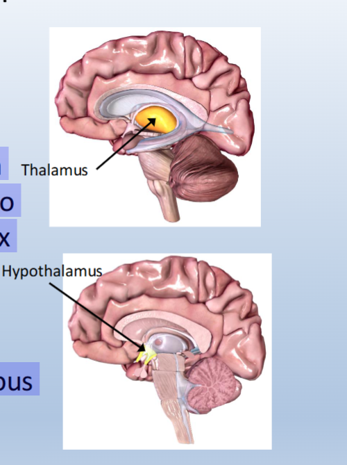 <p><span>Components:</span><br><span>Thalamus:</span><br><span>• Located rostral to the midbrain</span><br><span>• “Relay” for information going to and coming from the neocortex</span></p><p><br><span>Hypothalamus:</span><br><span>• Located below the thalamus </span></p><p><span>• Regulates the autonomic nervous system</span><br><span>• Regulates hormone release</span></p>