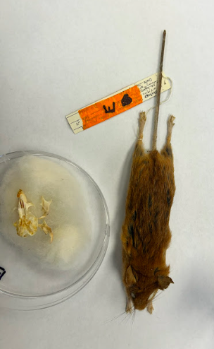 <p>Golden Mouse</p><p>Cricetidae</p><p><em>Ochrotomys nuttalli</em></p>