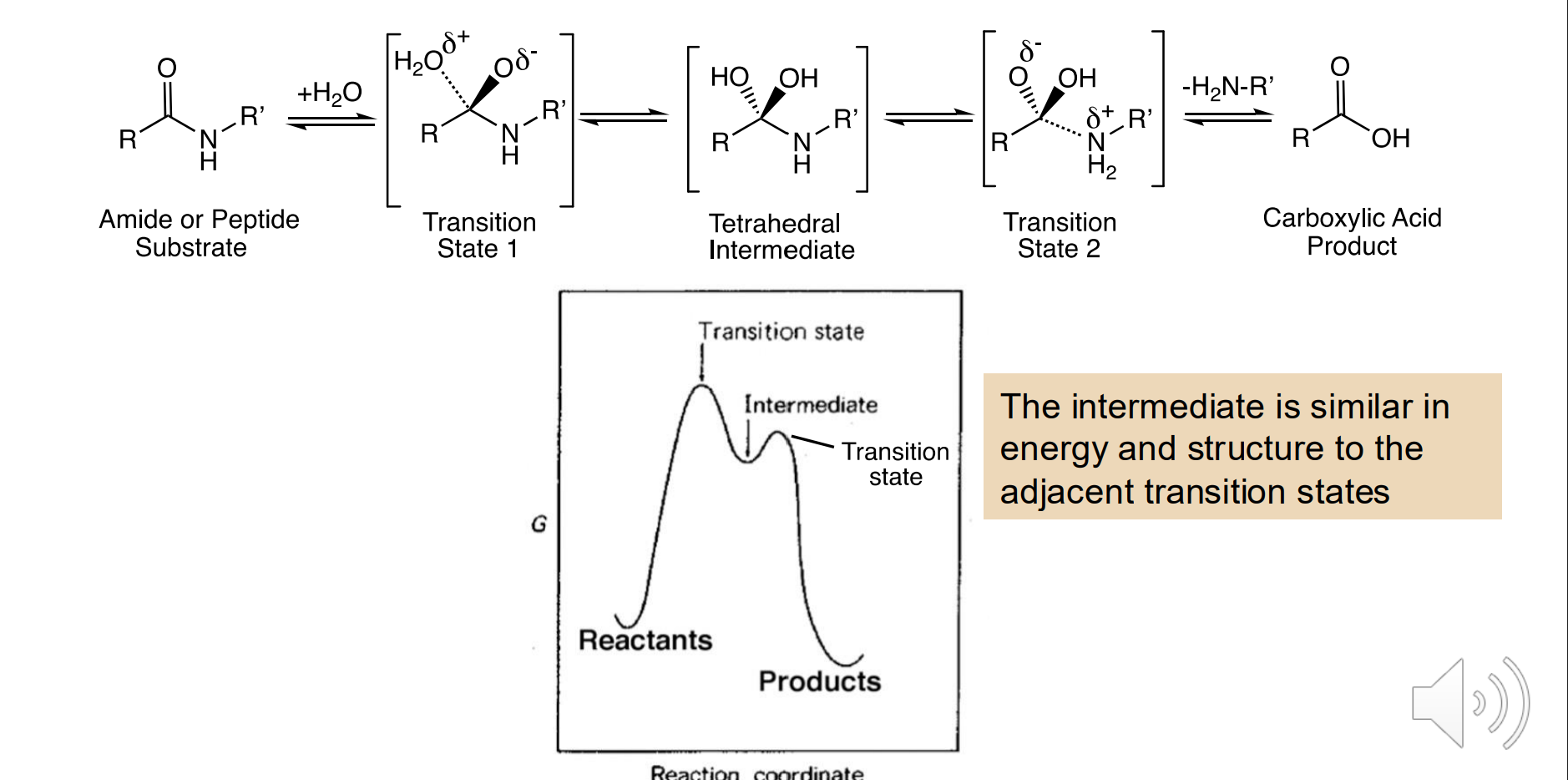 <p>Mimic the transition state of the enzymatic reaction</p><ul><li><p>Enzymes catalyze reactions in part by stabilizing the transition state (reducing Change in G‡ )</p></li><li><p>They use noncovalent interactions to do this</p></li><li><p>Thus, TS mimics can have more of these interactions (and bind more tightly) than either the ground state substrates or products</p><ul><li><p>Unstable reaction intermediates are usually similar to each transition state, both in energy and usually in structure</p></li><li><p>So many are known as reaction intermediate analogs</p></li></ul></li></ul><p></p>