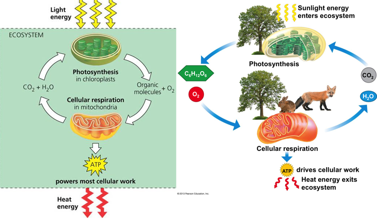 <p>uses CO2 and H2O to make organic molecules and O2</p>