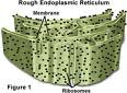 <p>System of internal membranes within the cytoplasm. Membranes are rough due to the presence of ribosomes. functions in transport of substances such as proteins within the cytoplasm</p>