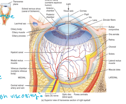 <ul><li><p>located posterior to the lens</p></li><li><p>contains the gel-like vitreous humor</p><ul><li><p>this humor is not replace</p></li></ul></li><li><p>big bubble of the eye</p></li><li><p>high viscosity</p></li></ul><p></p>