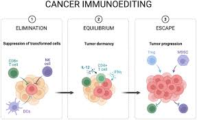 <p> The process where immune pressure shapes tumour evolution: Elimination, Equilibrium, Escape.</p>