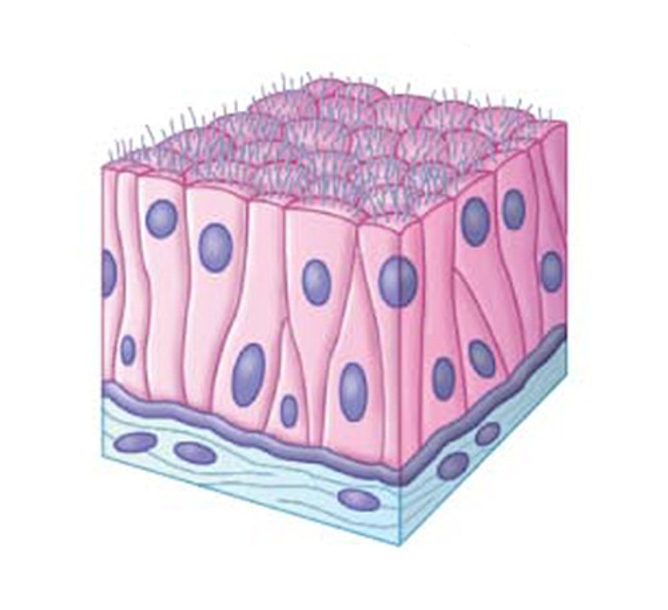 <p>Description: Stratified appearance but containing a single layer of cells of differing heights with nuclei at different levels; all cells are attached to the basement membrane, but some do not reach the apical surface; some tissue types contain ciliated cells and mucus-secreting goblet cells (unicellular glands).</p><p>Function: Secretion.</p><p>Location: Ciliated type lines the larynx, trachea, and large bronchi of the lungs; nonciliated type lines the male sperm-carrying ducts, and ducts of some glands</p>