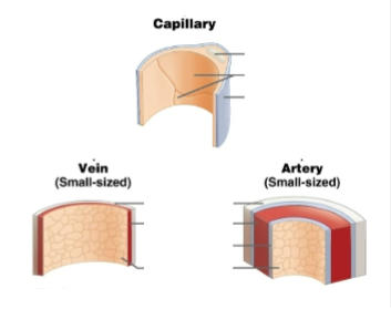 <p>Fills this in</p>