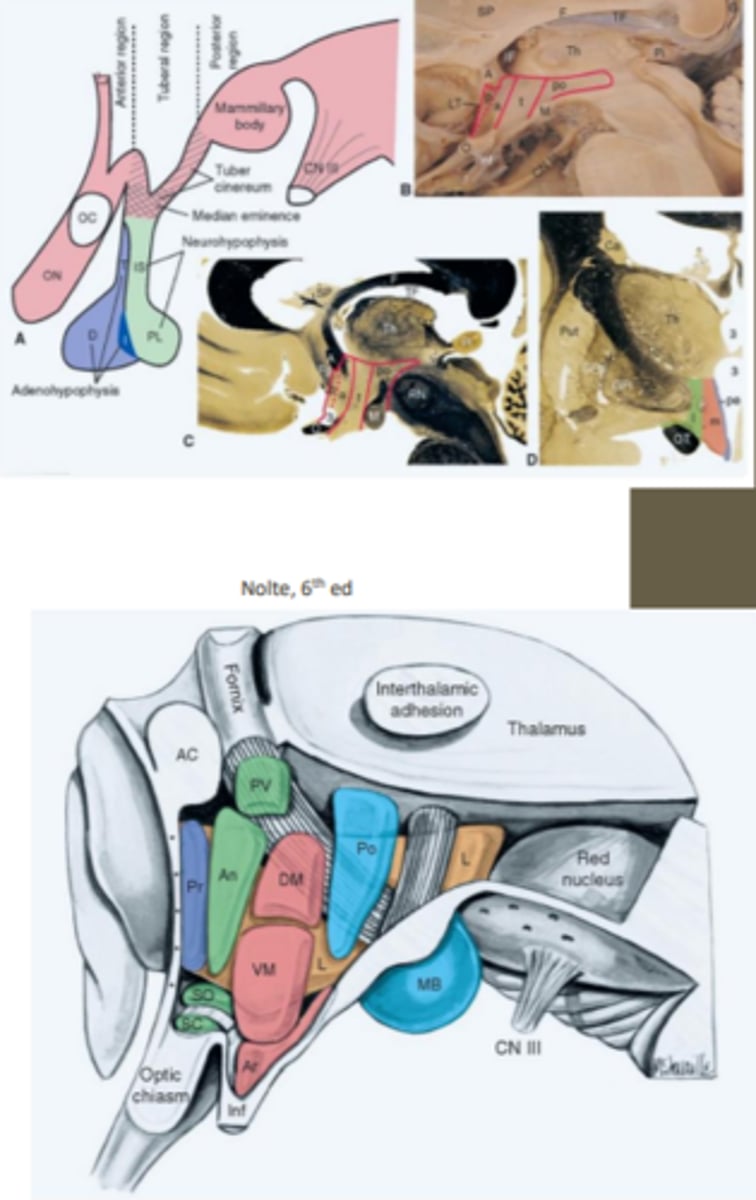 <p>CN II due to the "closeness" of the hypothalamus to the optic chiasm</p>