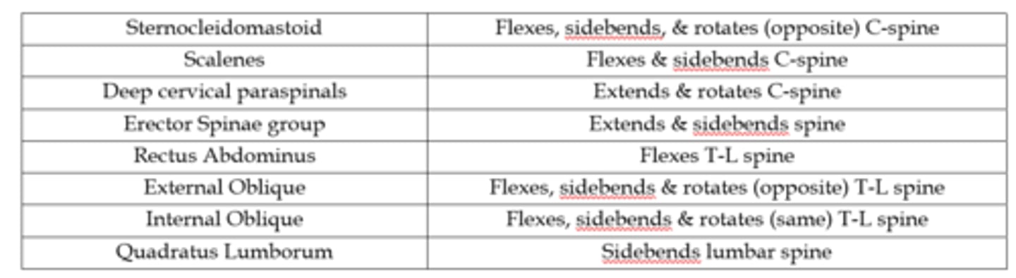<p>External Oblique = SCM for Action</p><p>(ie Ipsi flexion + sidebend but opposite rotation)</p>