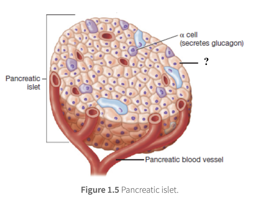 <p>make up 70% of pancreatic islet cells and secrete insulin</p>