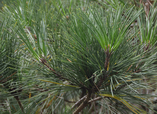 <p>Monterey Pine</p>