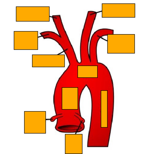 <p>Label this image </p>