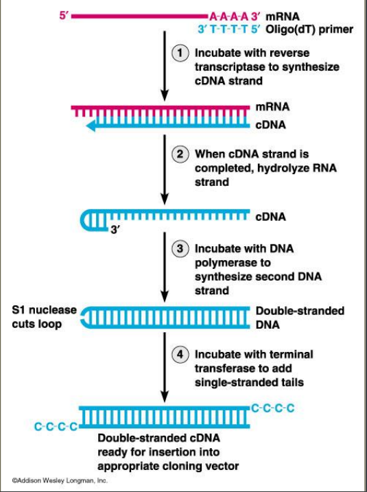 Makes complementary DNA sequence for the RNA with Reverse Transcriptase
- 1 RNA: 1 cDNA-- use relative abundance of cDNA to represent the relative abundance of RNAs in the cell

1) Reverse transcriptase synthesis cDNA strand 
2) After cDNA strand is completed, hydrolyze (mechanically breakdown with water) RNA
-- mRNA is copied bc it's unstable
-- mRNA should only have exons
3) Stays with DNA polyermase to make 2nd DNA strand
4) Terminal transferase adds single-stranded tails 
- Double- stranded cDNA is ready for insertion of a cloning vector 