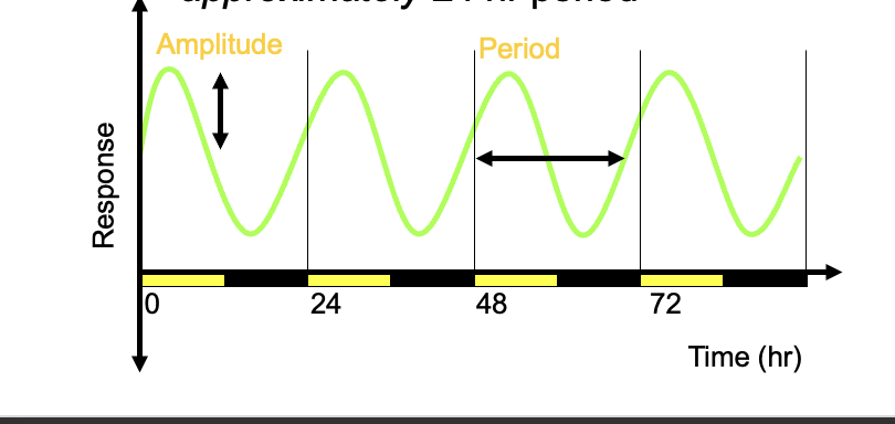 <ul><li><p>the oscillator usually runs with an approximately 24hr period</p></li></ul><p></p>