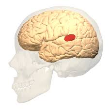 <p>located in the left temporal Lobe, crucial for language comprehension, particularly understanding spoken and written language</p>