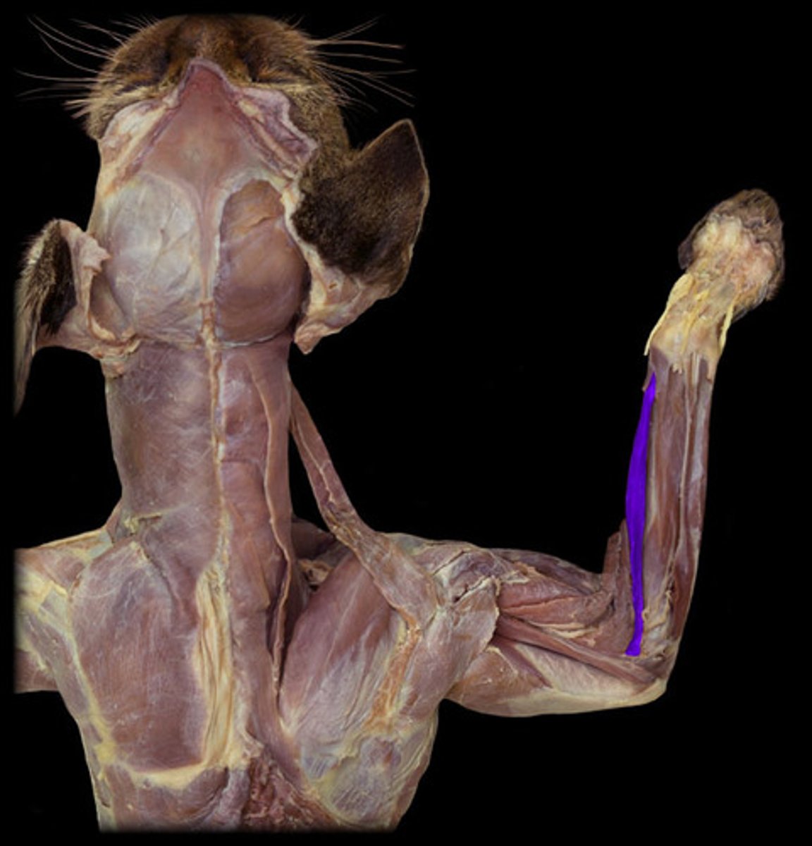 <p>origin: lateral epicondyle of humerus</p><p>insertion: metacarpal III</p>