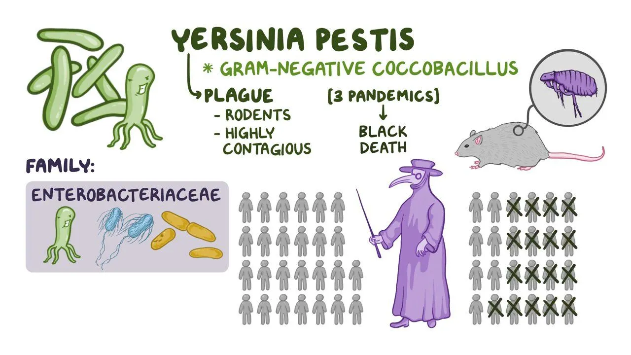 <p>Yersinia pestis (gram negative bacteria)</p>