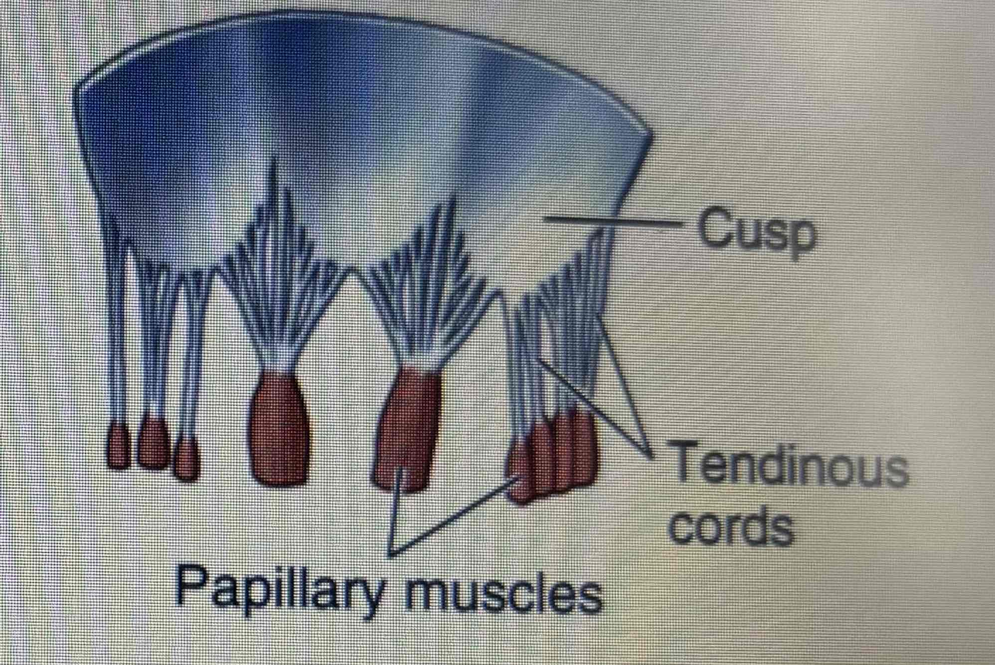 <ul><li><p>Tricuspid valve: between right atrium and ventricle</p></li><li><p>Mitral valve: between left atrium and ventricle</p></li></ul>