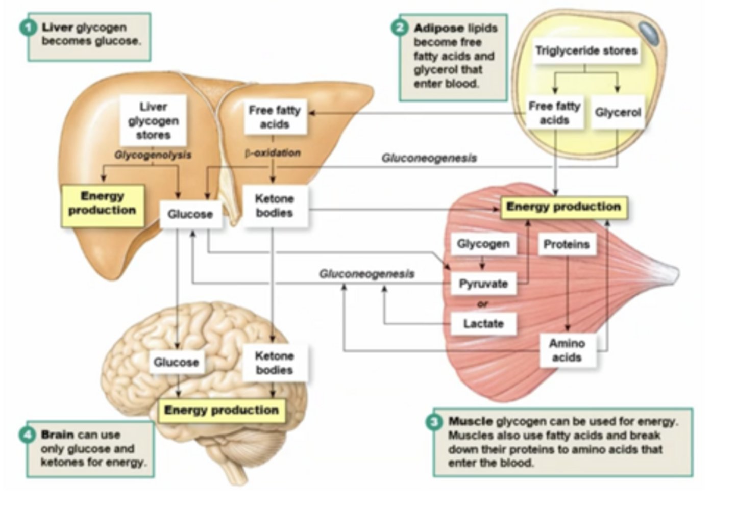<p>what are the key organs in homeostasis of metabolism in fasted state, and what methods do they use to provide energy?</p>