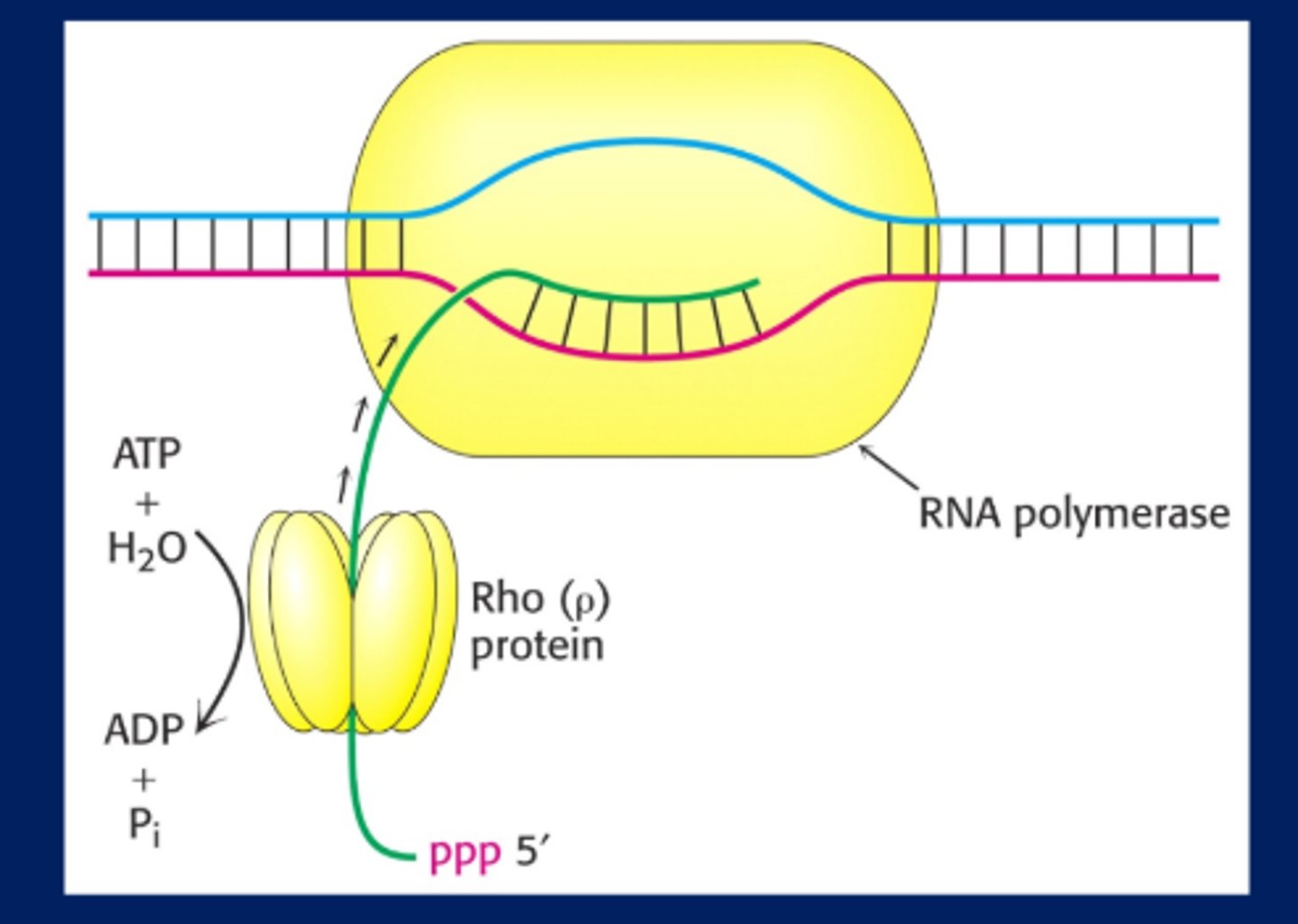 <p>-Rho is a RNA-DNA helicase</p><p>-Rho is an RNA-dependent ATPase</p>