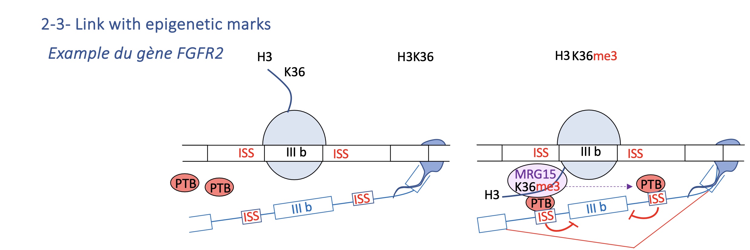 <ul><li><p><strong>H3K36me3</strong> recruits <strong>MRG15</strong>, which attracts <strong>PTB</strong> to silence exon IIIb.</p></li><li><p>Tissue-specific histone modification determines exon inclusion (e.g. IIIb vs IIIc in FGFR2).</p></li><li><p>Two mutually exclusive exons (IIIb, IIIc).</p></li><li><p><strong>H3K36me3</strong> histone mark recruits <strong>MRG15</strong>, which binds <strong>PTB</strong>, repressing IIIb in mesenchymal cells.<br>→ Epithelial vs mesenchymal tissues express different FGFR2 isoforms due to chromatin context.</p></li></ul><p></p>