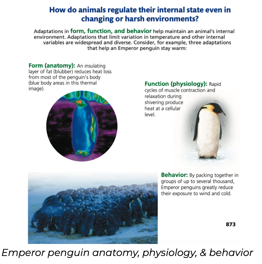 Animal Form & Function at All Levels of Organization
● Animal species obtain nutrients and oxygen, fight off infection, survive to produce offspring, and share other basic requirements
● Vary in anatomy due to ______ selection and _______
○ Natural selection favors those variations in a population that increase ______ fitness
○ Evolutionary adaptations that enable survival vary among environments and species but frequently result in a close match of form to function