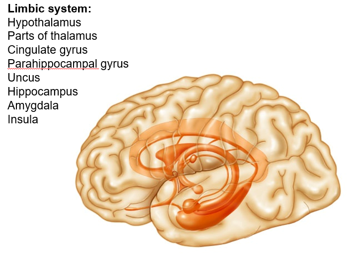 <p>limbic system</p><p></p>