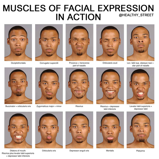 <p>What muscle is being worked when you are<span style="color: rgb(177, 252, 252);"><strong> holding a bolus of food in the mouth (also whistling)?</strong></span></p>