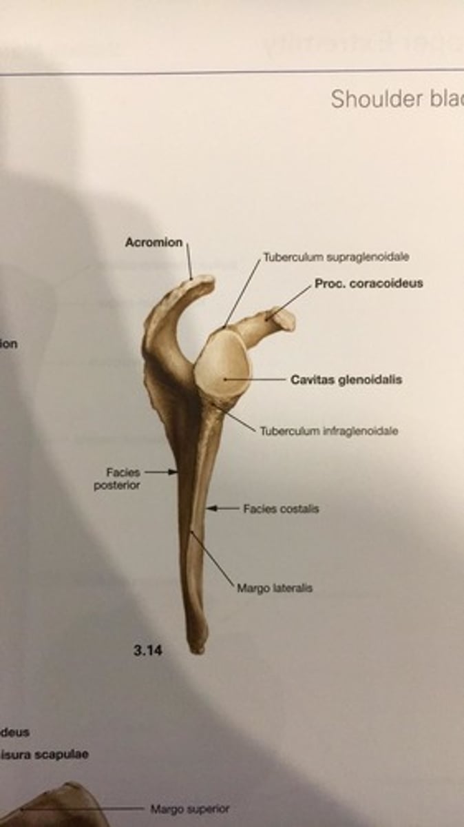 <p>cavitas glenoidalis</p>
