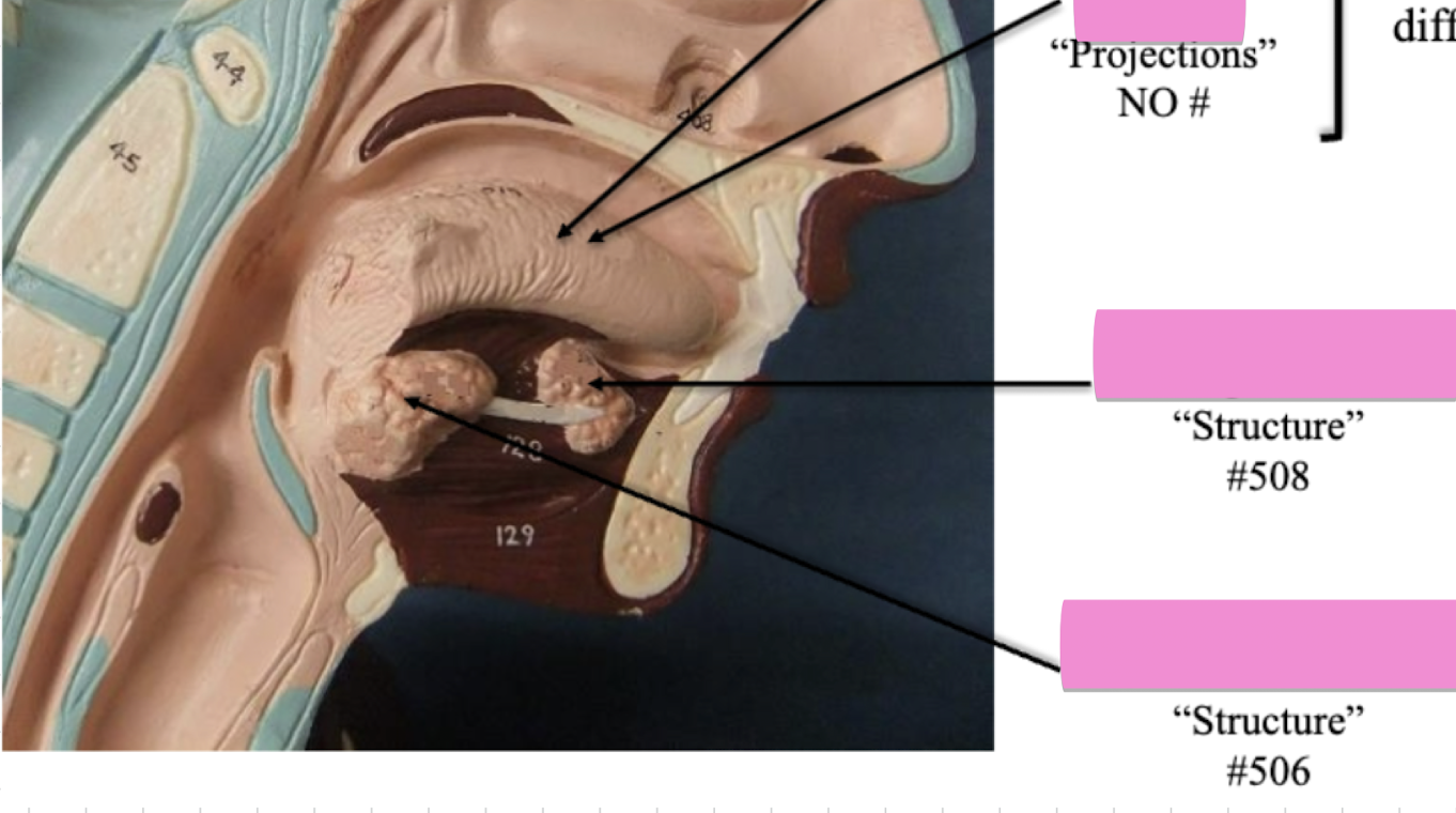 <p>Label projections </p>