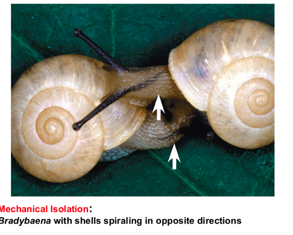 <p>Morphological difference can prevent successful mating (shells)</p>