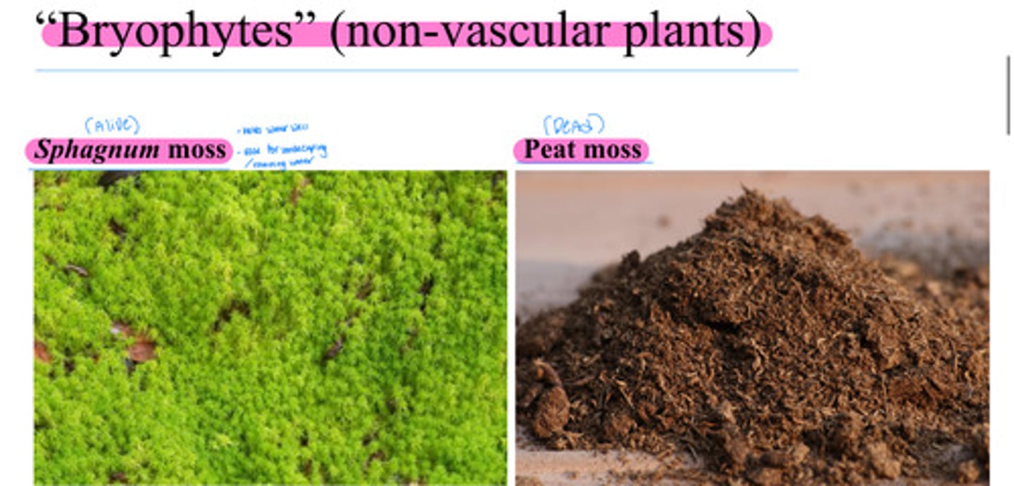 <p>Sphagnum moss - holds water well</p><p>- used for landscaping / retaining water</p><p>Peat moss - ( Dead ) this is the moss she was telling us about the dead bodies being found in.</p>