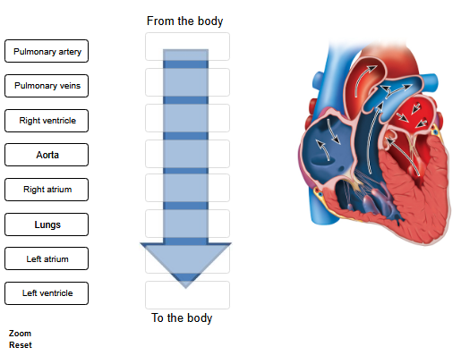<p>Place the following structures&nbsp;in order through which the blood flows.<br><span style="font-size: inherit; font-family: inherit"><br></span></p>