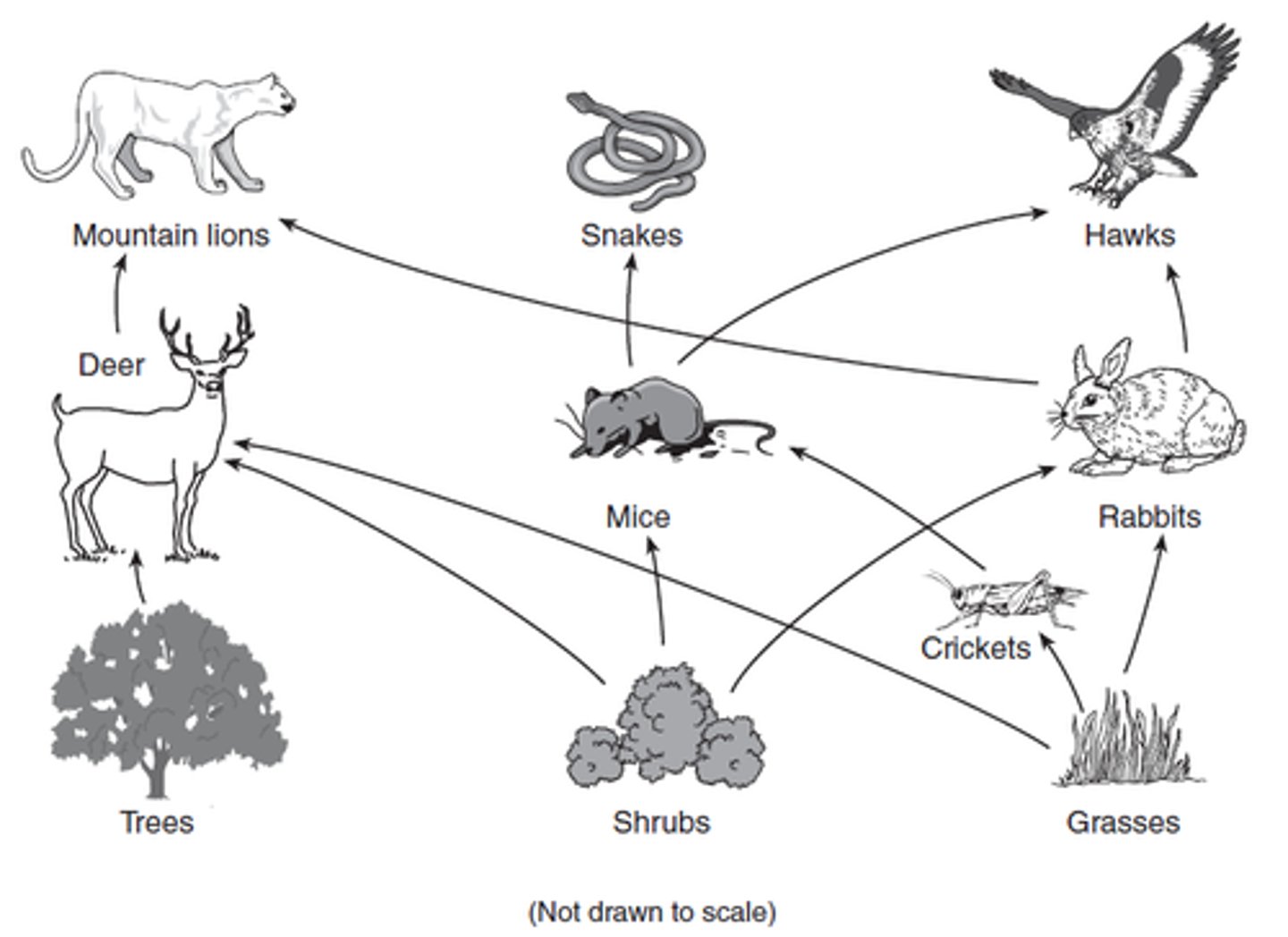<p>A network of food chains formed by the feeding relationships among organisms in an ecosystem.</p>