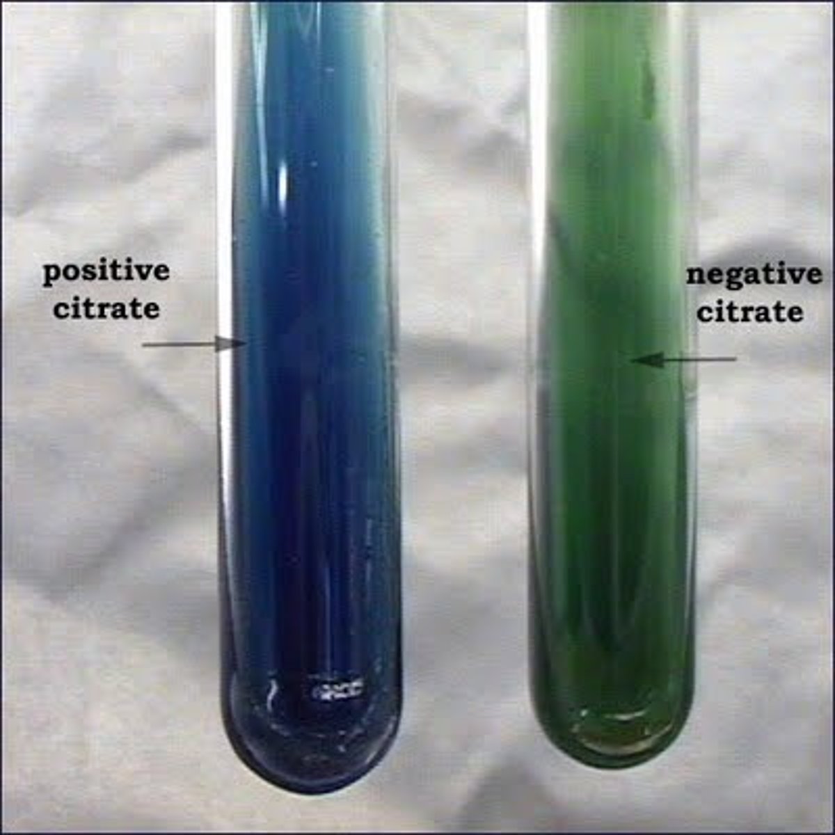 <p>Blue color in the medium after 24 hours of incubation at 35 degrees celisus.</p>