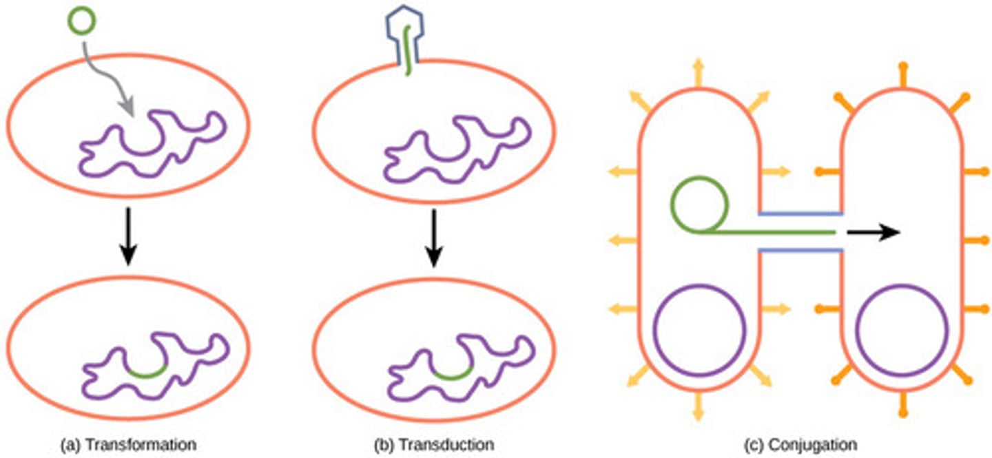 <p>Asexual = binary fission</p><p>Sexual = conjugation</p>