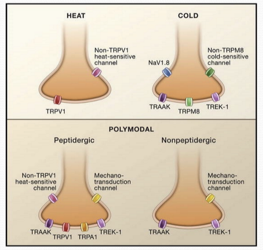 <p>Embedded int he terminal membranes of nociceptors </p>