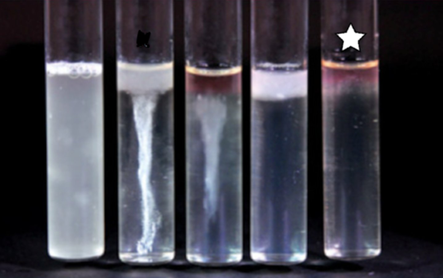 <p>FLUID THIOGLYCOLLATE BROTH</p><p>What type of organism is this based on their aerotolerance?</p>