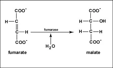 <p>fumarase; fumarate hydratase</p>