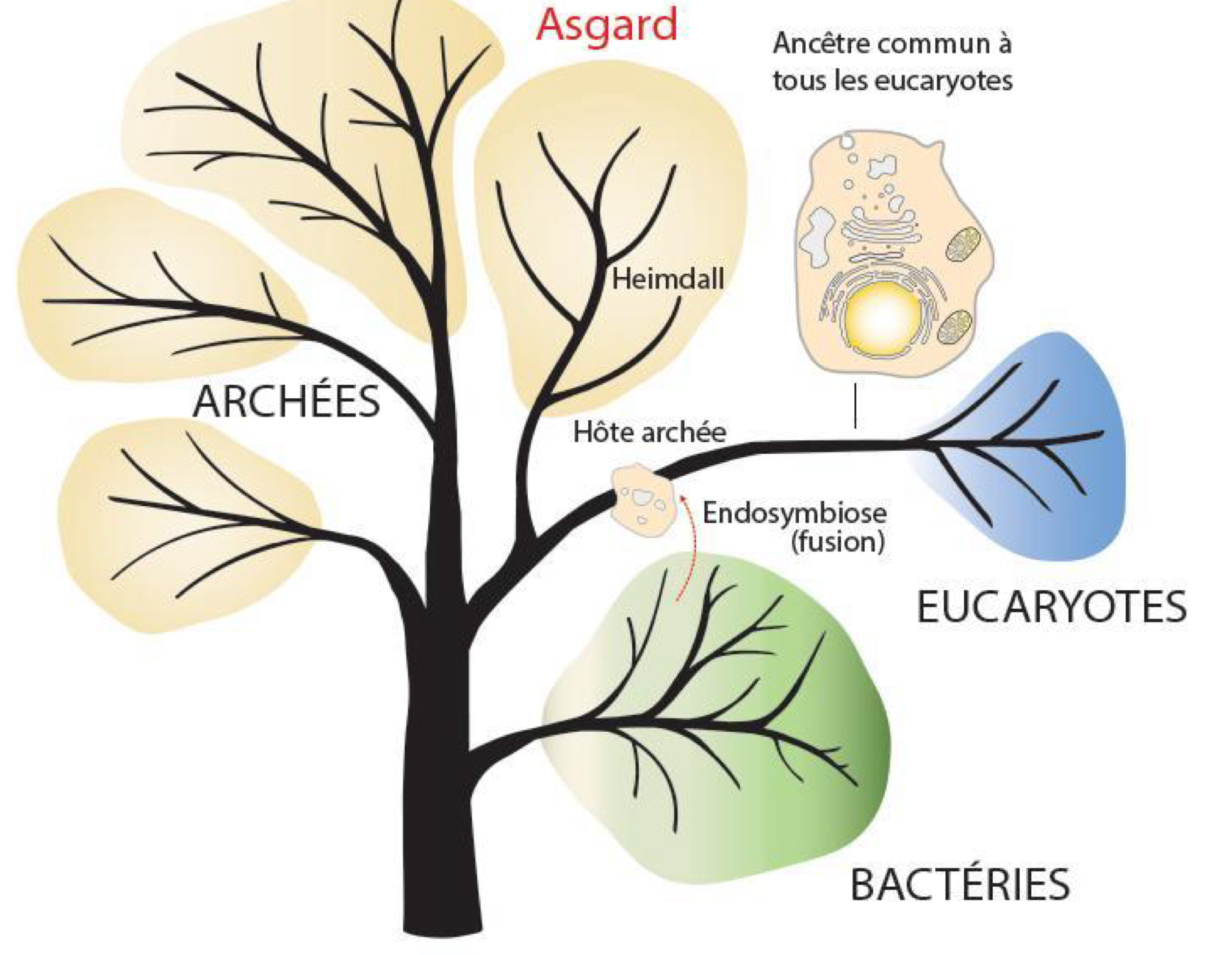 <ul><li><p>Le vivant est divisé en 3 domaines :<br>1. Eukaryota : cellules avec noyau.<br>2. Archaea : procaryotes sans noyau, proches des eucaryotes.<br>3. Eubacteria (bactéries) : procaryotes sans noyau classiques.</p></li><li><p>Origine des eucaryotes :<br>➝ Résultent d’une symbiose entre :</p><ul><li><p>une archée de type Asgard (hôte),</p></li><li><p>une ou plusieurs bactéries (dont l’ancêtre des mitochondries).<br>→ Apparition cellule eucaryote par endosymbiose (fusion)</p></li></ul></li></ul><p></p>