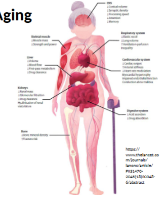 <ul><li><p>sensory decline</p><ul><li><p>macular degeneration</p></li><li><p>cataracts</p></li></ul></li><li><p>periodontal disease</p></li><li><p>atrophic gastritis</p></li><li><p>decline in size and functioning of liver and kidneys</p></li><li><p>Alzheimer’s disease and dementia</p></li><li><p>reduced hormone levels</p></li><li><p>decrease in mobility</p></li><li><p>increase in body fat, decrease in lean body tissue</p></li><li><p>immune function and underlying illness</p></li></ul><p></p>