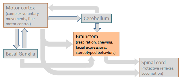 <p>The brainstem controls stereotyped movements of the head (e.g. facial expressions, chewing, gag reflex). In addition, through descending connections with the spinal cord it contributes to the control of voluntary movements of the body</p>