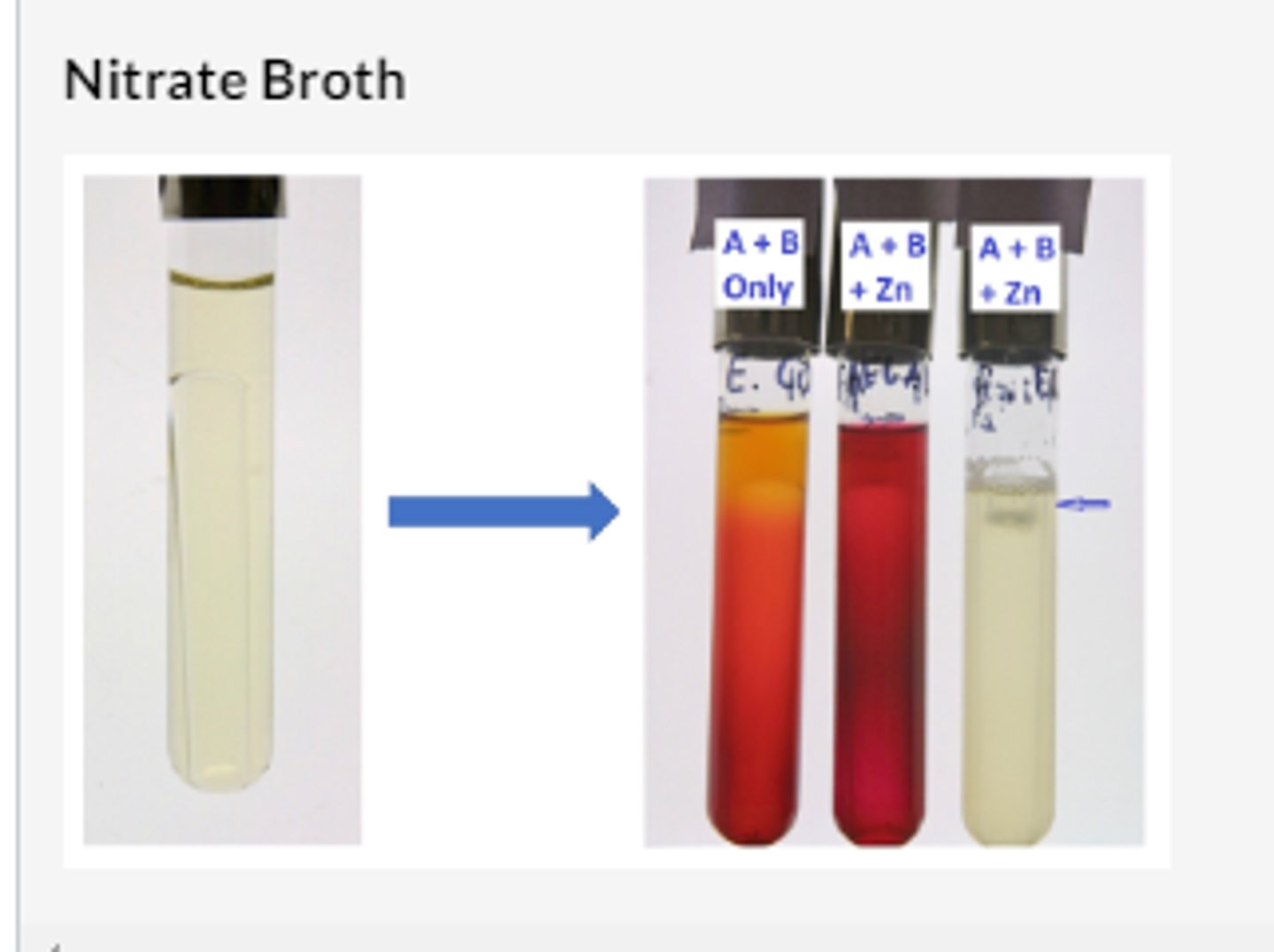 <p>nitrate broth is a standard growth medium containing potassium nitrate. a durham tube is added to the test tube to capture nitrogen gas. After incubation two reagents are added which react with nitrite to produce a red color. nitrate reagent a contains sulfanilic acid while nitrate reagent b contains alpha-naphthylamine</p>