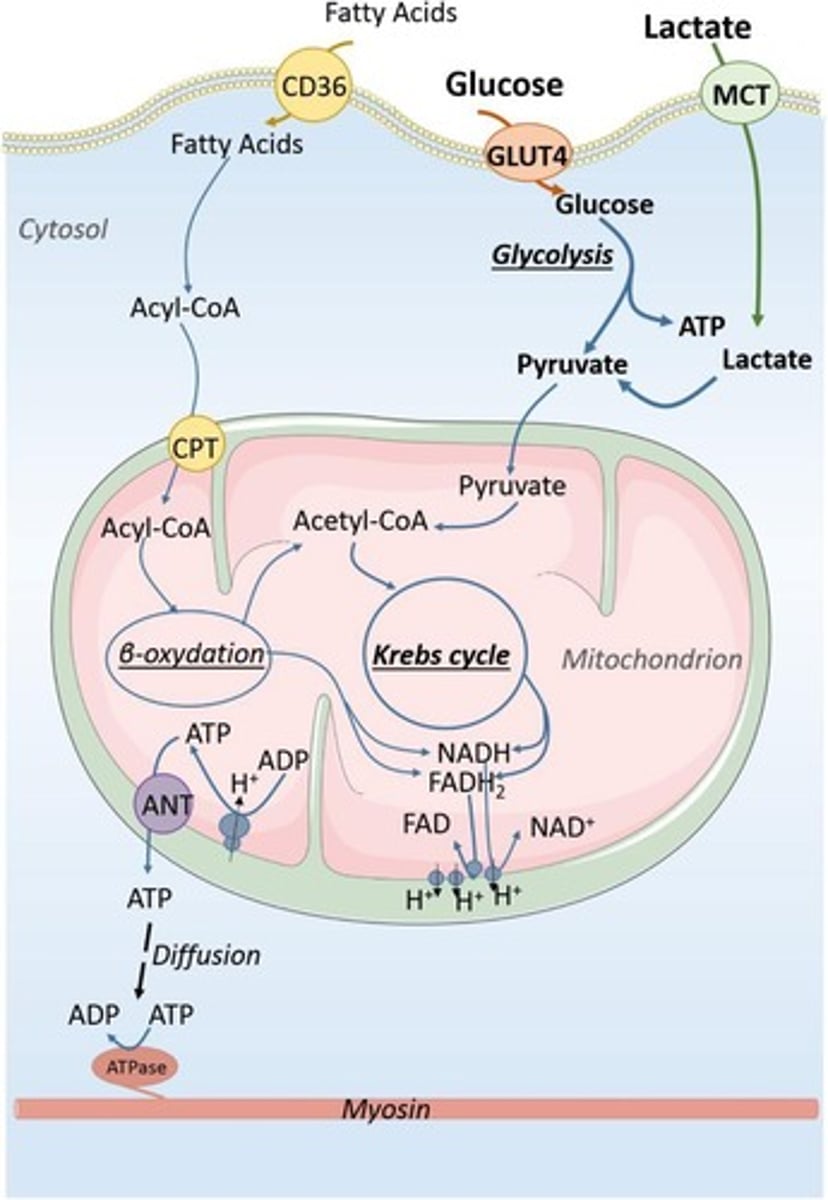 <p>It explains how ATP is formed from ADP and Pi using the energy from the H+ electrochemical gradient in the electron transport chain.</p>