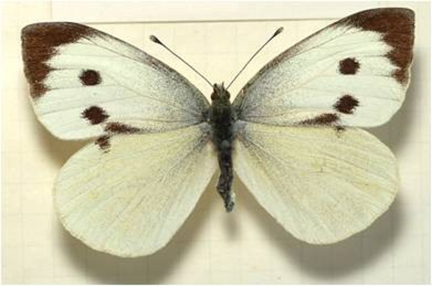 <p>ŘÁD česky latinsky</p><p>čeleď česky</p><p>rod česky</p>