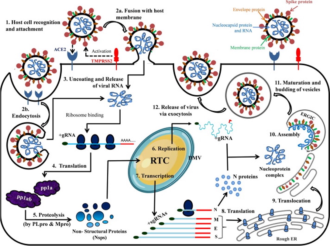 <p>virus entry</p><p>translation of viral replication machinery</p><p>replication</p><p>translation of viral structure proteins</p><p>virion assembly</p><p>release of virus </p>
