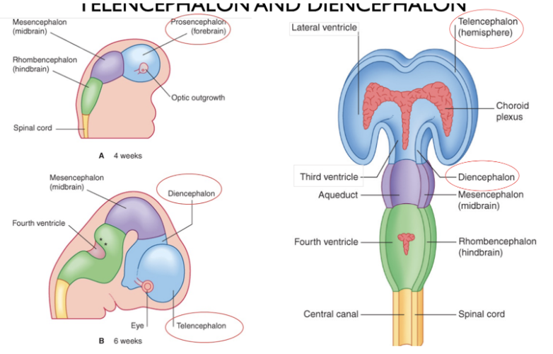 <ul><li><p><span>Telencephalon</span></p><ul><li><p><span>Gets divided into 2 telencephalic vesicles</span></p></li></ul></li><li><p><span>Diencephalon</span></p></li></ul>