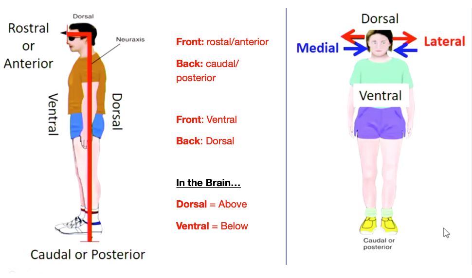 <p>Front - rostral/anterior Back - caudal/posterior Front - Ventral Back - Dorsal</p>