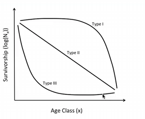 <p>Type I - K-selected, long living and takes a long time to mature, Type II - middle of the road, squirrel, Type III - R-selected, short lives, spiders/bugs</p>