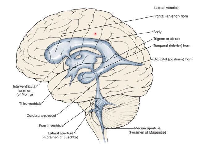 <p>lateral ventricles (1 and 2): interventricular foramen of monroe</p><p>3rd ventricle: cerebral aqueduct</p><p>4th ventricle: foramen of magendie and luschka</p>